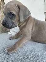 Formentino Male Cane Corso, a male Cane Corso for sale in Winder, GA – 6 of 7