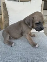 Formentino Male Cane Corso, a male Cane Corso for sale in Winder, GA – 7 of 7