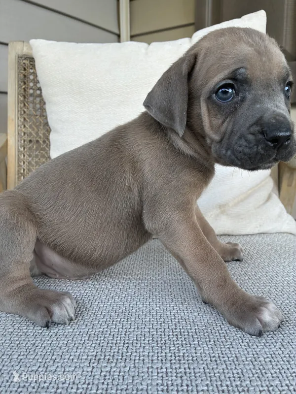 Formentino Male Cane Corso – Cane Corso puppy for sale in Winder, GA