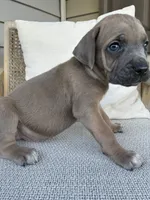 Formentino Male Cane Corso, a male Cane Corso for sale in Winder, GA – 1 of 7