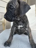 Cane Corso , a male Cane Corso for sale in Winder, GA – 2 of 6