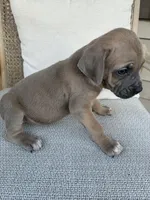 Formentino Male Cane Corso, a male Cane Corso for sale in Winder, GA – 4 of 7