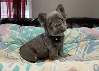 Ray, a male French Bulldog for sale in Opa Locka, FL – 2 of 7