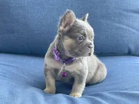 Violet, a female French Bulldog for sale in Opa Locka, FL – Photo 1 of 5