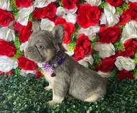 Violet, a female French Bulldog for sale in Opa Locka, FL – Photo 4 of 5