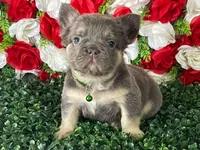 Jack, a male French Bulldog for sale in Opa Locka, FL – Photo 1 of 4
