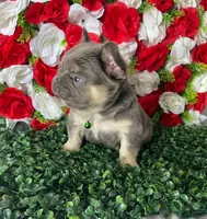 Jack, a male French Bulldog for sale in Opa Locka, FL – Photo 4 of 4