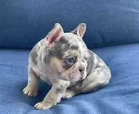 Holly, a female French Bulldog for sale in Opa Locka, FL – Photo 3 of 9