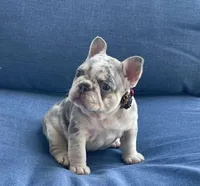 Holly, a female French Bulldog for sale in Opa Locka, FL – Photo 8 of 9