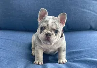 Holly, a female French Bulldog for sale in Opa Locka, FL – Photo 7 of 9