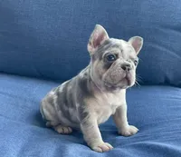 Holly, a female French Bulldog for sale in Opa Locka, FL – Photo 6 of 9