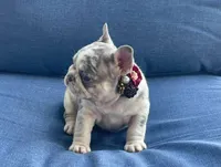 Holly, a female French Bulldog for sale in Opa Locka, FL – Photo 4 of 9