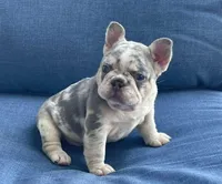 Holly, a female French Bulldog for sale in Opa Locka, FL – Photo 5 of 9