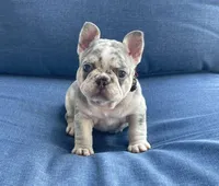 Holly, a female French Bulldog for sale in Opa Locka, FL – Photo 9 of 9