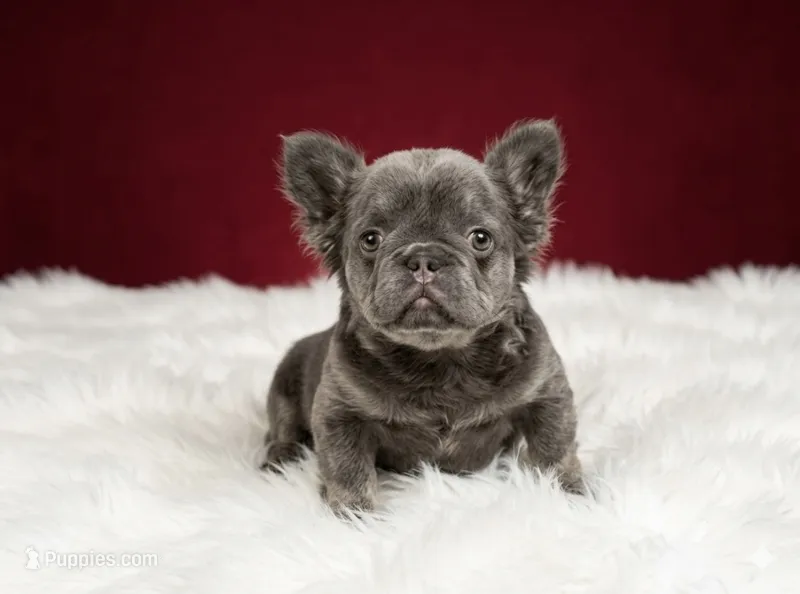 Ray – French Bulldog puppy for sale in Opa Locka, FL