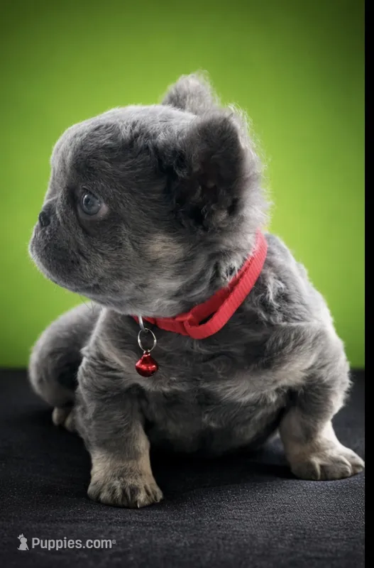 Ray – French Bulldog puppy for sale in Opa Locka, FL