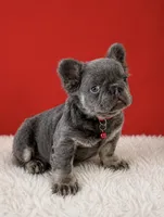 Ray, a male French Bulldog for sale in Opa Locka, FL – Photo 4 of 4