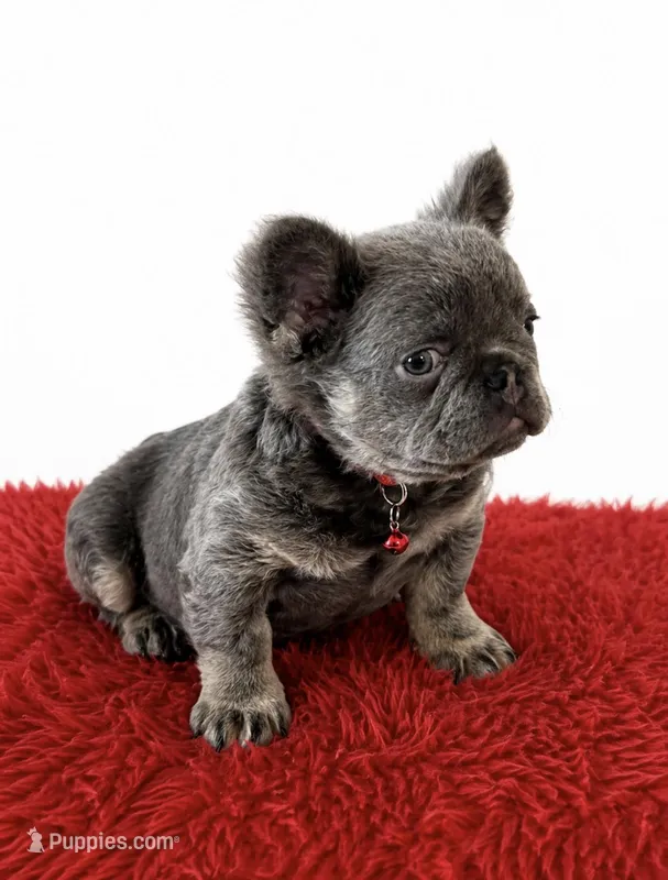 Ray – French Bulldog puppy for sale in Opa Locka, FL
