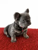 Ray, a male French Bulldog for sale in Opa Locka, FL – Photo 1 of 4