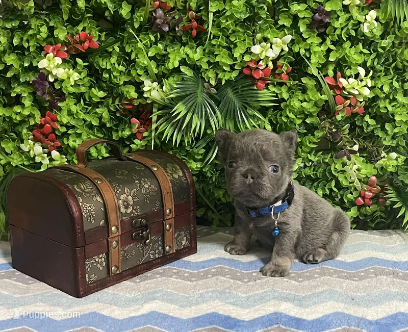 Ray – French Bulldog puppy for sale in Opa Locka, FL