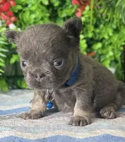 Ray, a male French Bulldog for sale in Opa Locka, FL – Photo 4 of 4