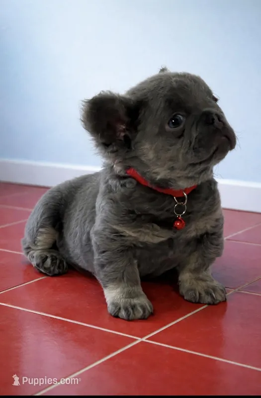 Ray – French Bulldog puppy for sale in Opa Locka, FL