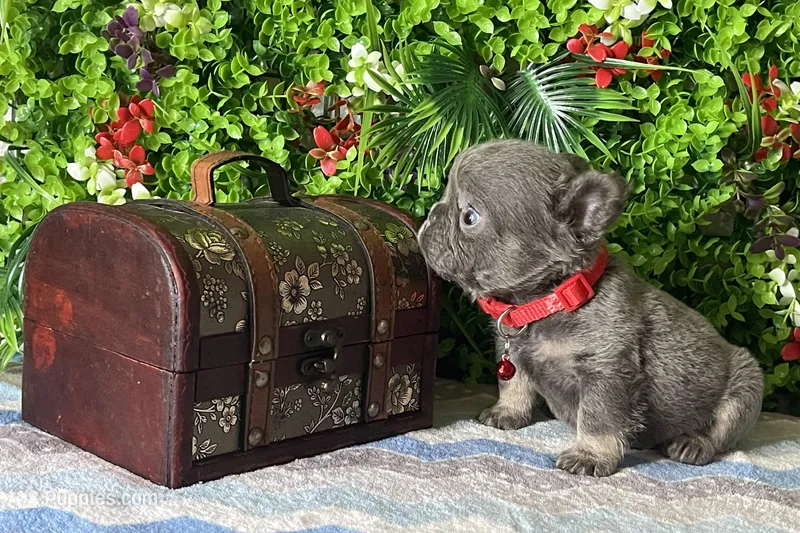 Ray – French Bulldog puppy for sale in Opa Locka, FL
