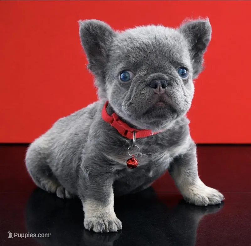 Ray – French Bulldog puppy for sale in Opa Locka, FL