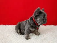 Ray, a male French Bulldog for sale in Opa Locka, FL – Photo 2 of 4