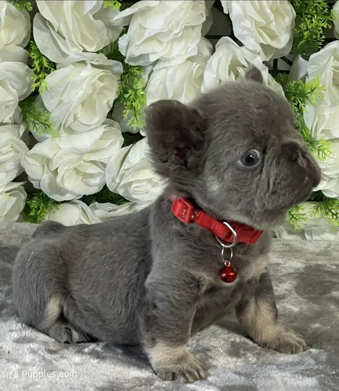 Ray – French Bulldog puppy for sale in Opa Locka, FL