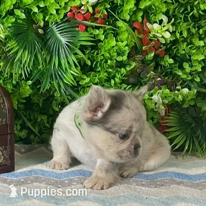 Leo, a male French Bulldog for sale in Opa Locka, FL – Photo 3 of 4