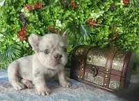 Leo, a male French Bulldog for sale in Opa Locka, FL – Photo 1 of 4