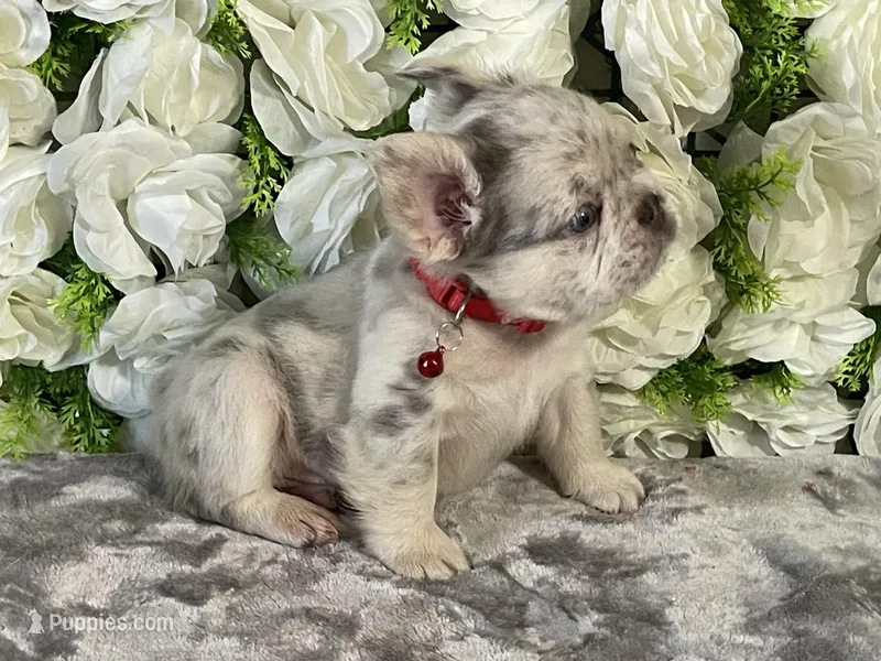 Leo – French Bulldog puppy for sale in Opa Locka, FL
