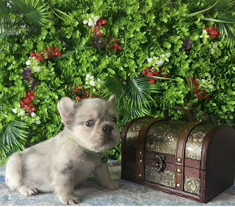 Leo – French Bulldog puppy for sale in Opa Locka, FL