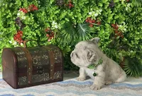 Leo, a male French Bulldog for sale in Opa Locka, FL – Photo 4 of 4