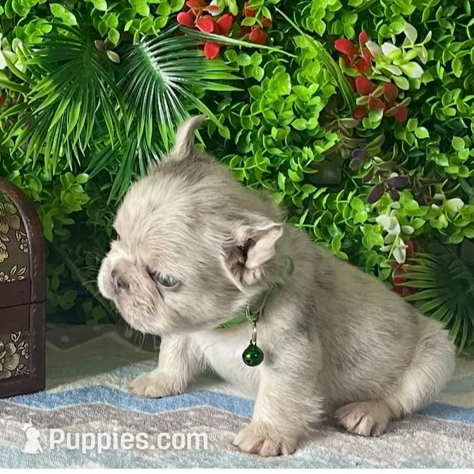 Leo, a male French Bulldog for sale in Opa Locka, FL – Photo 2 of 4