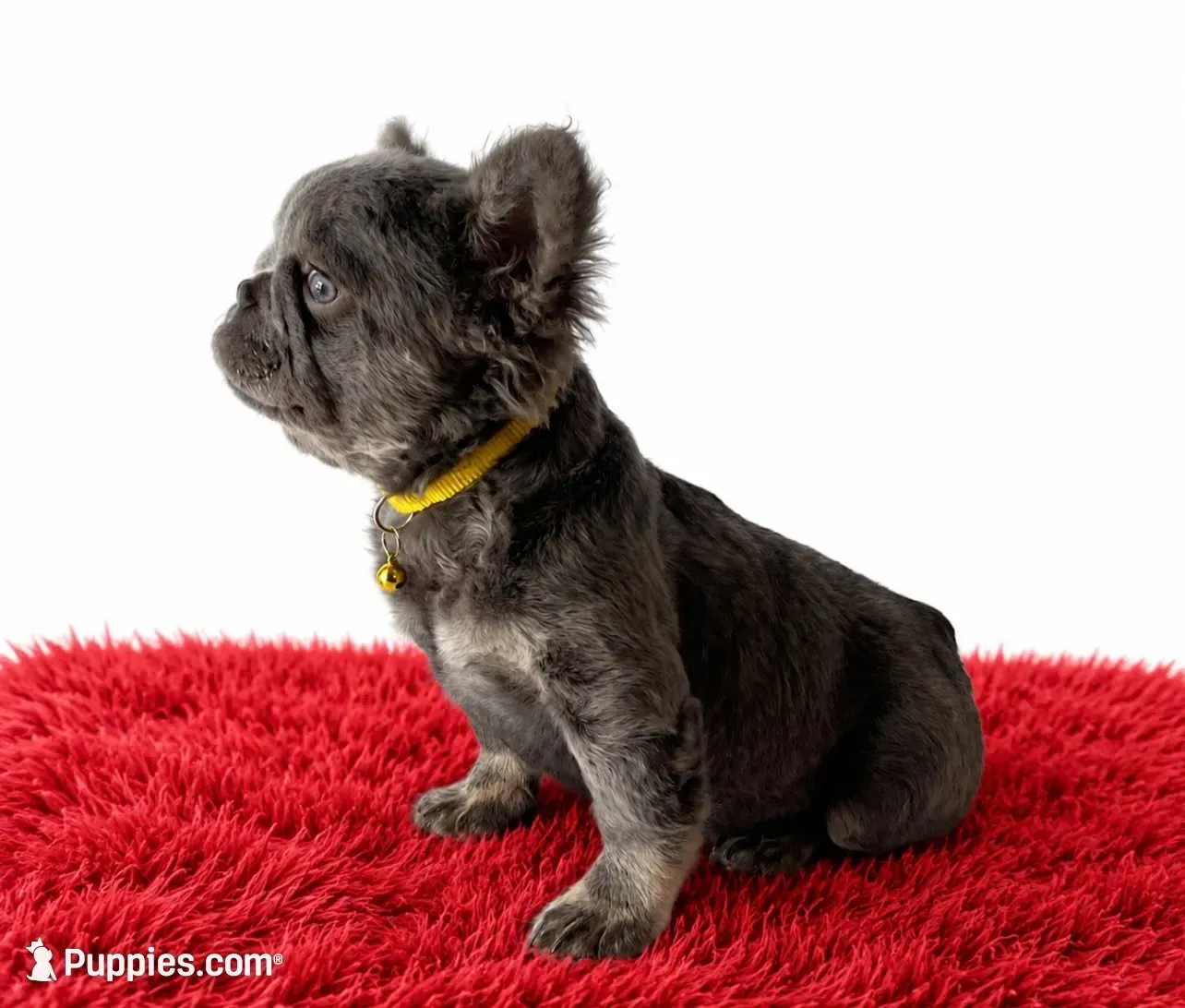 Ray, a male French Bulldog for sale in Opa Locka, FL – 6 of 7