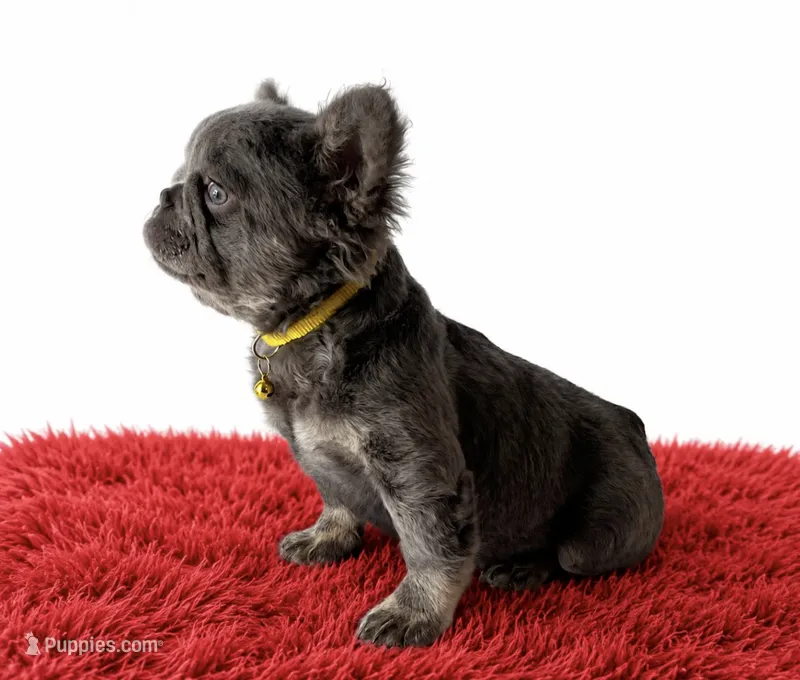 Ray – French Bulldog puppy for sale in Opa Locka, FL