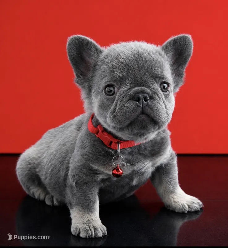 Ray – French Bulldog puppy for sale in Opa Locka, FL
