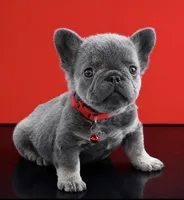 Ray, a male French Bulldog for sale in Opa Locka, FL – 1 of 7