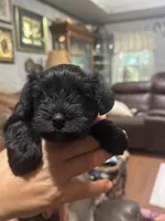 AKC solid black Macie, a female Miniature Schnauzer for sale in Brighton, MO – 5 of 6
