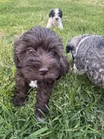 AKC Chocolate Colby, a male Miniature Schnauzer for sale in Brighton, MO – 5 of 10