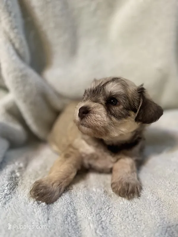 AKC Maggie – Miniature Schnauzer puppy for sale in Brighton, MO