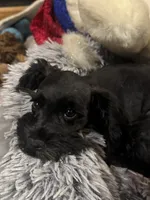 AKC solid black Maddie, a female Miniature Schnauzer for sale in Brighton, MO – 4 of 10