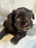 AKC Steffie, a female Miniature Schnauzer for sale in Brighton, MO – 9 of 10