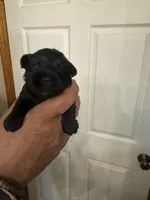 AKC Macie, a female Miniature Schnauzer for sale in Brighton, MO – Photo 8 of 8