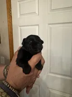AKC Macie, a female Miniature Schnauzer for sale in Brighton, MO – Photo 7 of 8