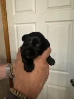 AKC Macie, a female Miniature Schnauzer for sale in Brighton, MO – Photo 2 of 8