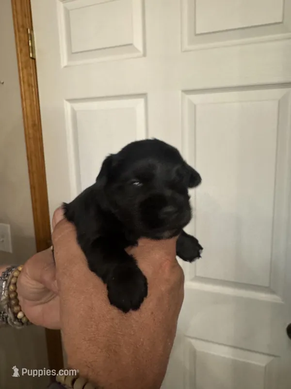 AKC Macie – Miniature Schnauzer puppy for sale in Brighton, MO