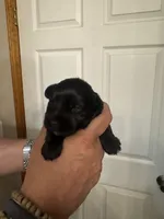 AKC Macie, a female Miniature Schnauzer for sale in Brighton, MO – Photo 4 of 8